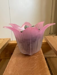 Image 2 of Ghost Plant in Pink Glass Flower