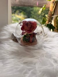 Image 4 of Glass Cork Cloche No. I