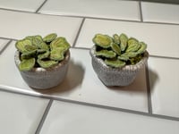 Image 1 of Little plant pots 