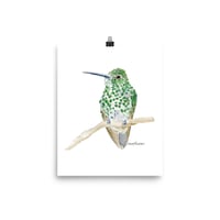 Image 2 of Green Thornbill Hummingbird- Poster Print