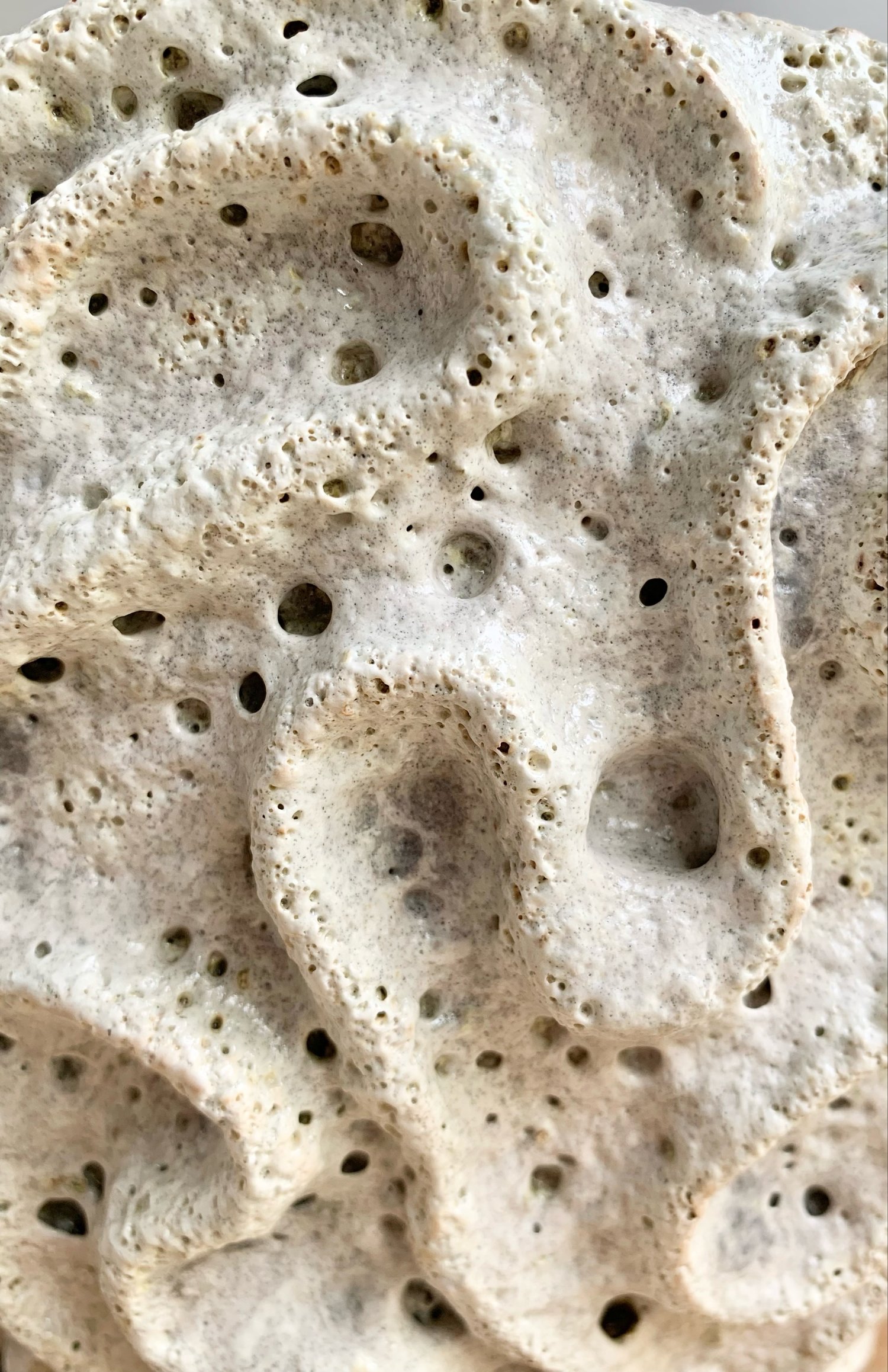 Image of  Coral Sculpture 