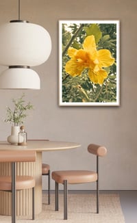 Image 2 of Hibiscus yellow