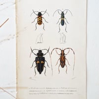 Image 8 of Illustration Ancienne Insectes