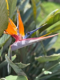 Image 12 of Paréo Amants tropicaux