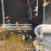 Image 1 of Ember Tetra