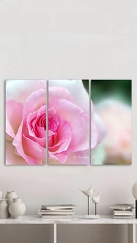 Image 3 of  Harmony Rose