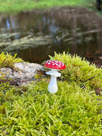 Image of Amanita muscaria Plant Spike