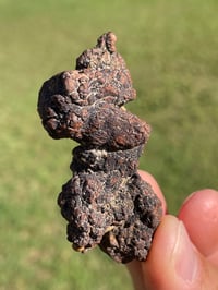 Image 7 of Coprolite Fossil (Dinosaur Poo) #1882