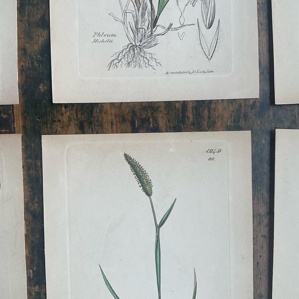 Image of Botanical Pictures group no.3