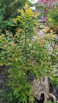 Image 3 of Chokecherry: Prunus virginiana