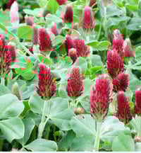Image 2 of Crimson Clover Seeds