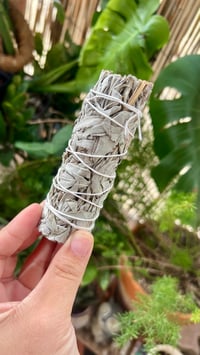 White Sage