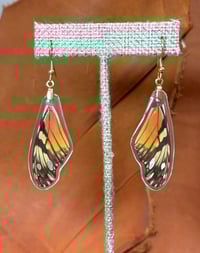 Image 1 of Juno Longwing Forewings