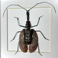 Image 1 of violin beetle