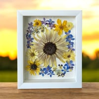Image 1 of Genuine Sunflower, Delphinium And Pansy Wildflowers In 8" X 10" Shadow Box (Item# 202201LS)