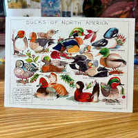 Image 2 of Ducks Of North America Greeting Card