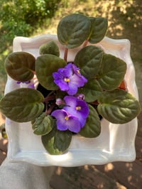 Image 4 of African Violet in Square Grape Pot