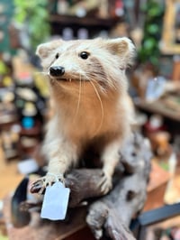 Image 4 of Taxidermy Raccoon