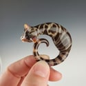 Brown Swirl Tabby: large