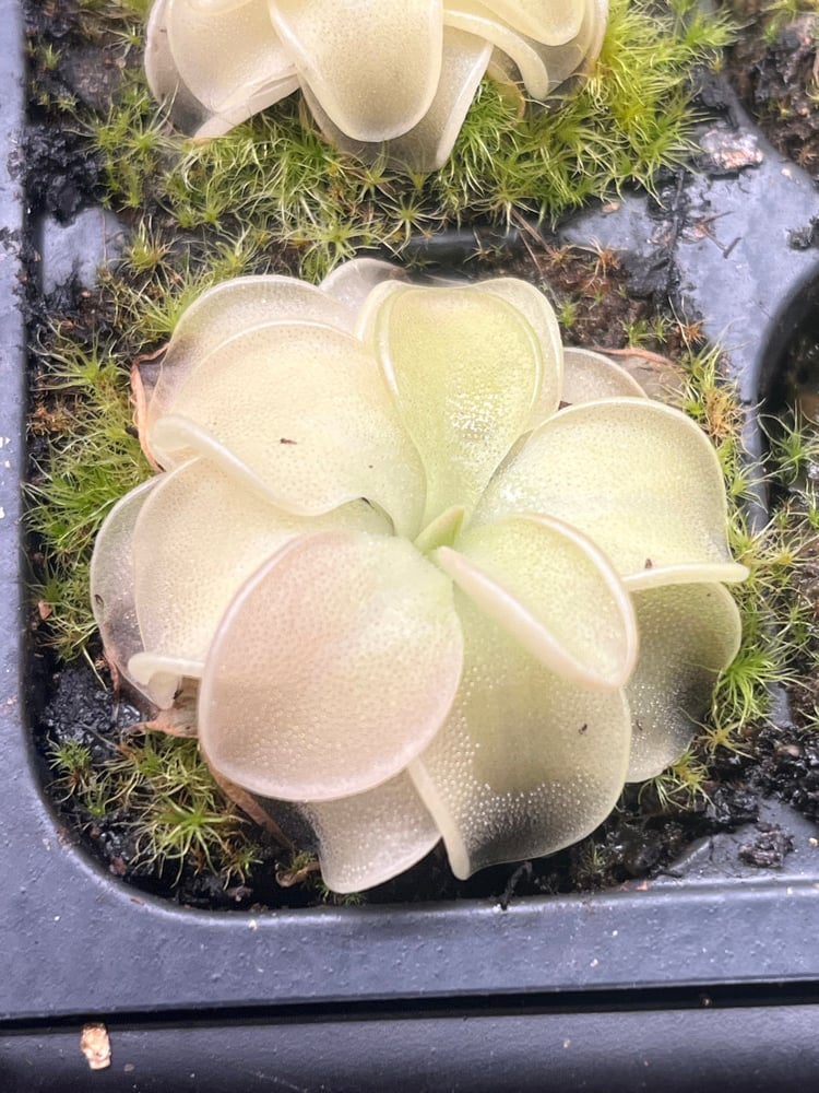 Pinguicula emarginata x 'Weser'