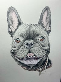 Image 3 of Graphite / Watercolor Pet Portrait