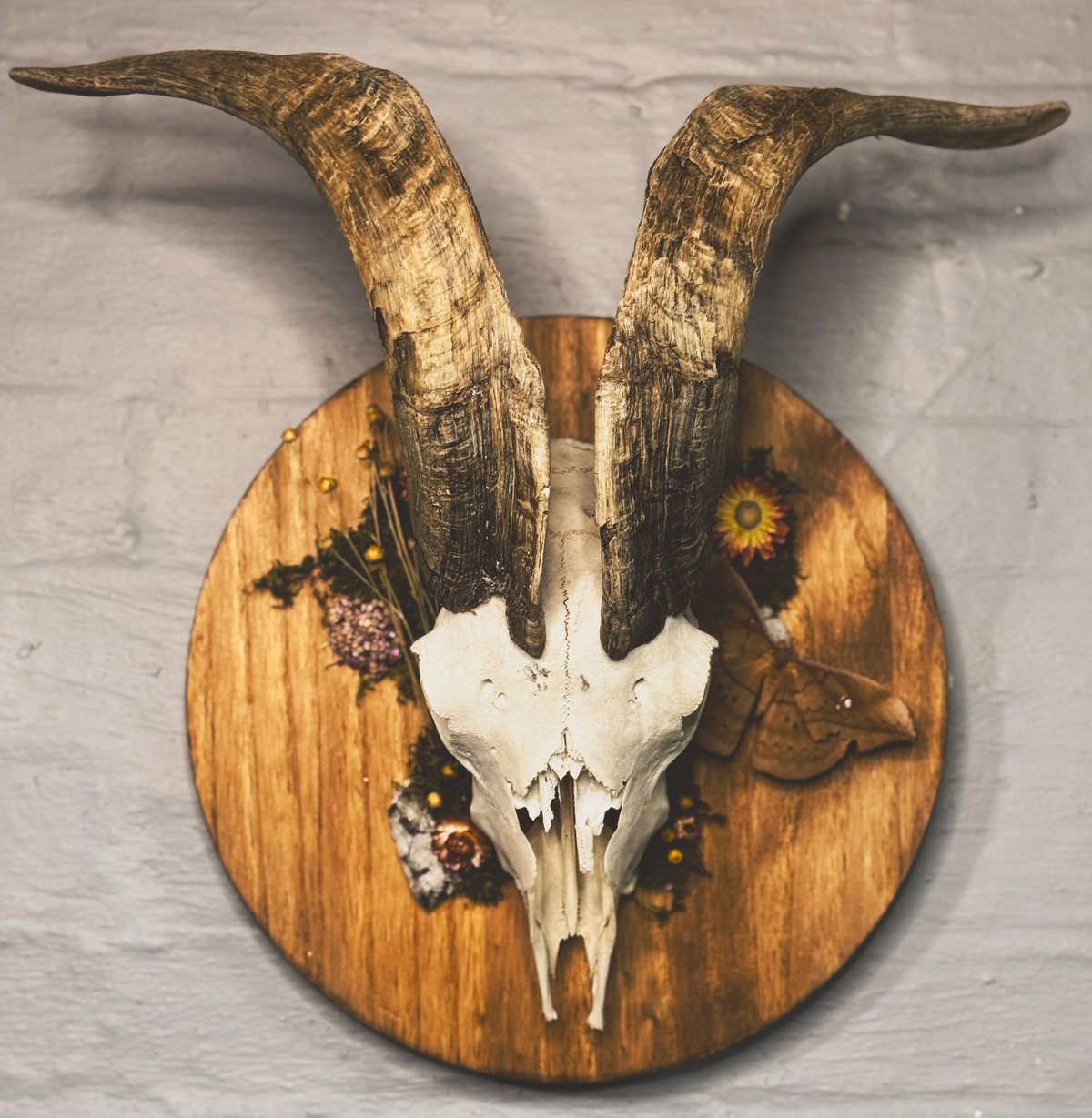 Image of Ram Skull Hanger