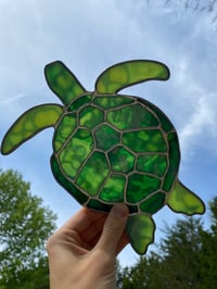 Image 4 of Turtle