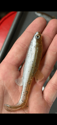 Image 4 of 4” Creek Chub (Alabama shiner) 