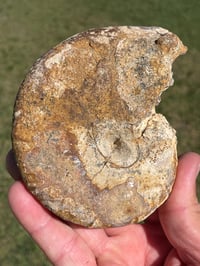 Image 5 of Australian Ammonite Fossil #1976