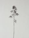 Bluebell - A4 - Original Botanical Monoprint 