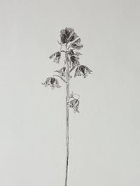 Image 4 of Bluebell - A4 - Original Botanical Monoprint 