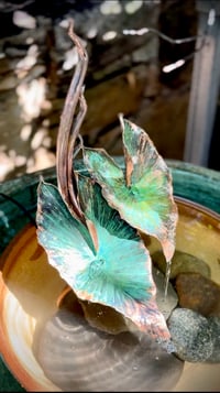 Image 4 of …….💧🕊️Grace🍃…….