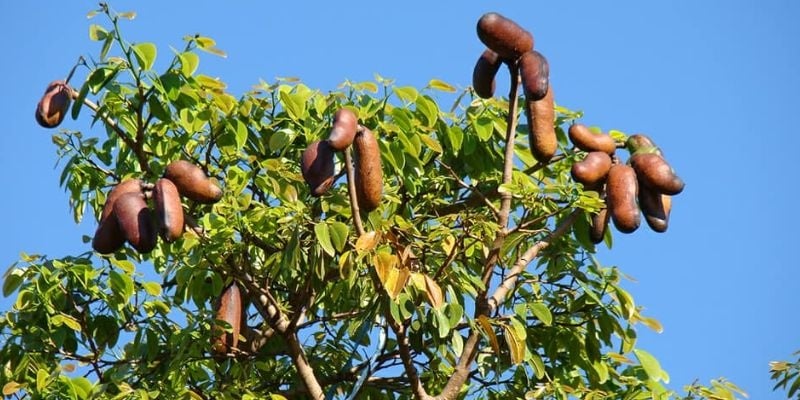 HIGH PROTEIN SUPERFOOD- Jamaican Locust Legume Protein Powder 4 oz.-Eyes-Nerves-Aphrodisiac-Prostate