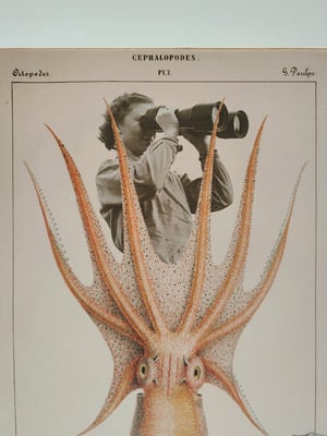 Image of Exploradora