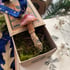 mushroom tree enchantment - rose  Image 2