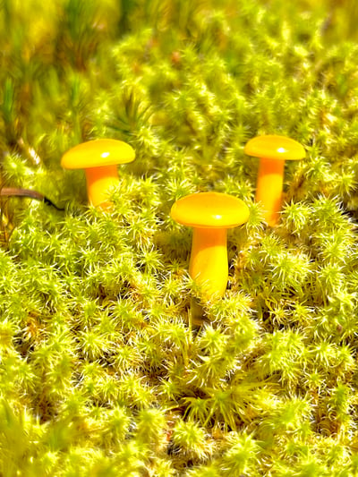 Image of 3 Yellow/orange Mushroom Plant Spikes