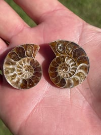 Image 1 of Ammonite Fossil Pair #1968