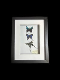 3 x butterfly frame
