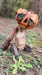 Image of Forgotten Pumpkinheads of OZ