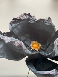 Image 3 of Fleur pavot noire