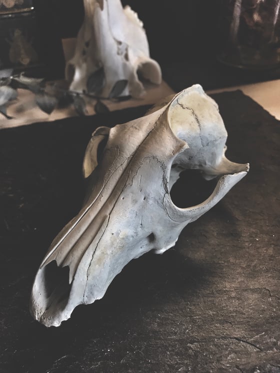 Image of Natural Fox Skull 