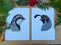 Image 3 of Quail 