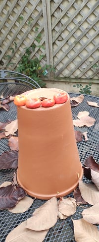 Image 5 of Two Pumpkins