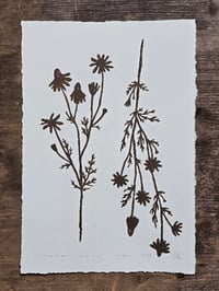 Image 1 of Matricaria • Linocut paper print