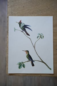 Image 5 of Planches De Bestiaire Du Muséum D'histoire Naturelle - les oiseaux