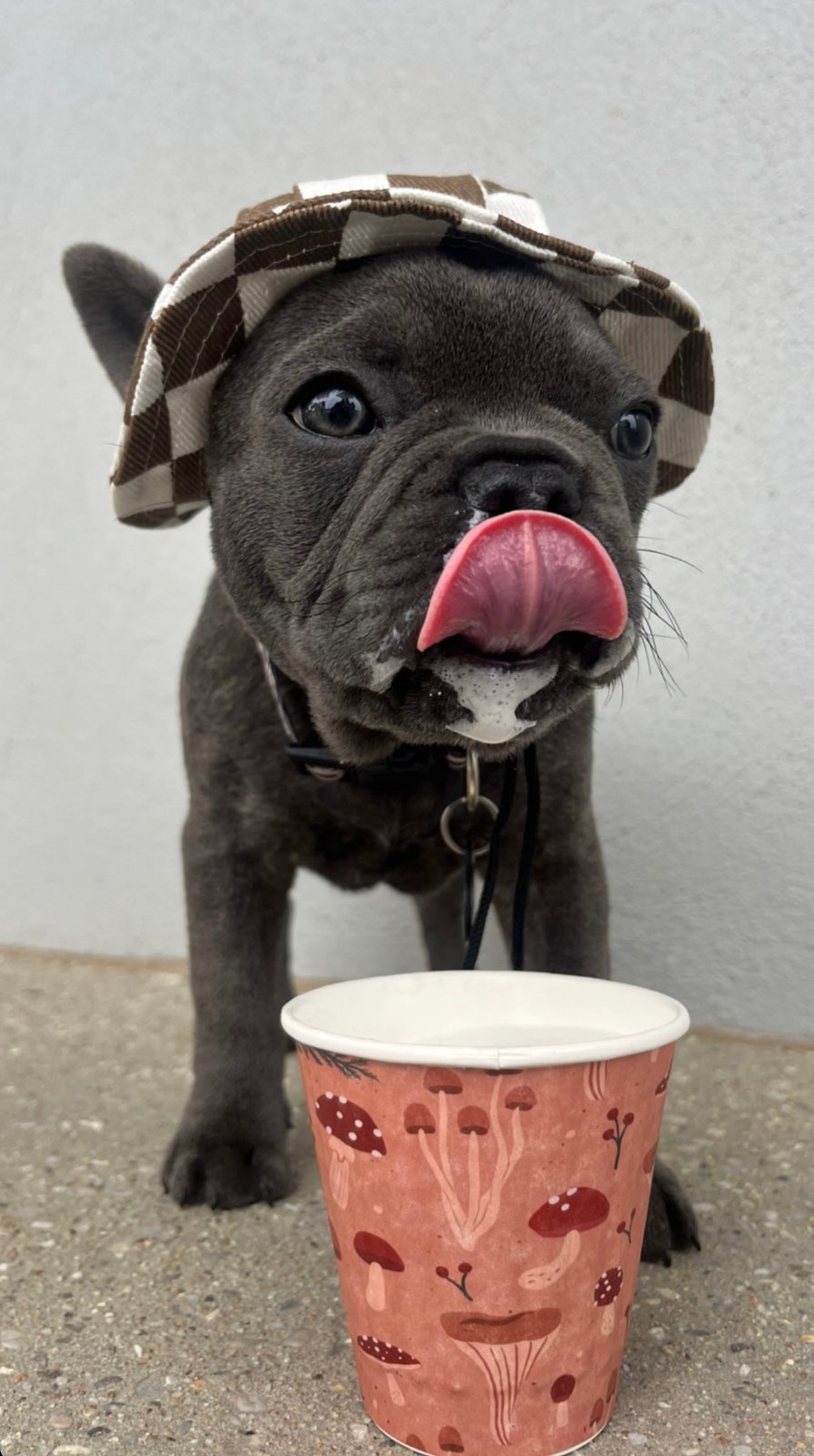 Puppies in hats best sale