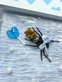 Image 2 of Pink Toe teddy tarantula 