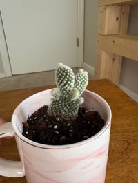 Image 3 of Bunny Ears Cactus with Personalized Age Mug (Adult)