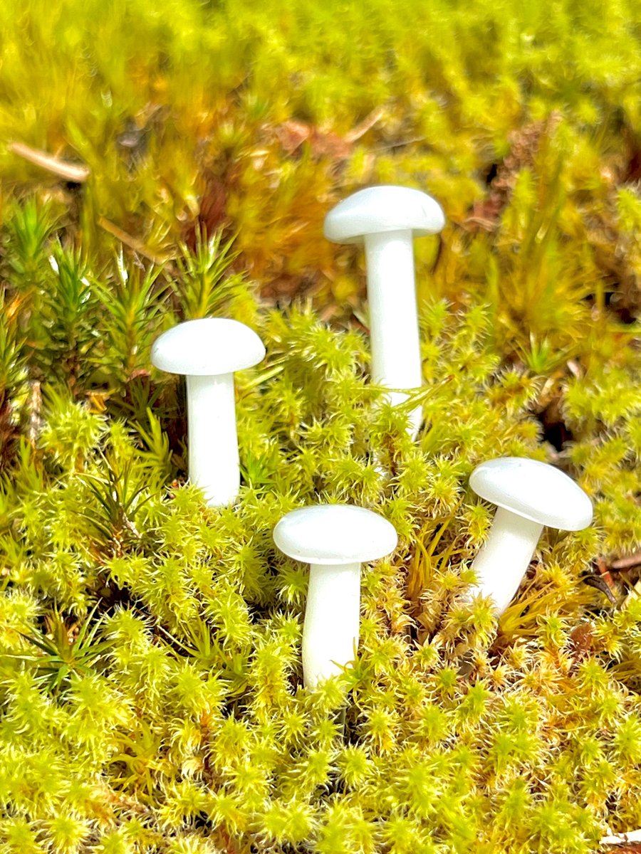 Image of 4 Ghost Glow Mushroom Plant Spike 