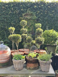 Image 4 of Herb Basket 